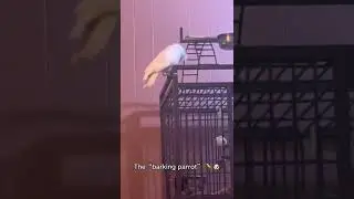Goffins Cockatoo sounds! #cockatoo #goffinscockatoo #parrot #parrotsounds #tanimbarcorella