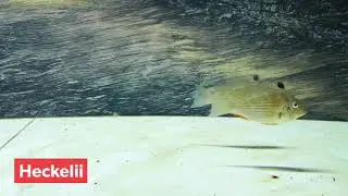 Super Red Arwana, American Flagtail & Heckelii