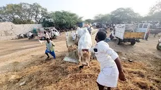 devarakadra bulls market today-devarkadra mandal-devarkadra mandalam-devarkadra bulls market-oxen-ox