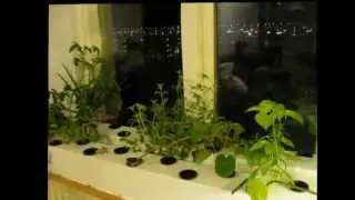 Random stuff from my indoor hydroponic grow