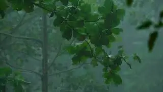 Relaxing Rain Sounds = Drifting to Sleep 😴😴
