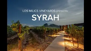 LMV Grapes:  Syrah