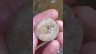 Pristine 100 million years old echinoid fossil