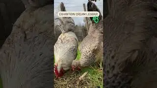 We are cream Legbars 🇬🇧 🐓