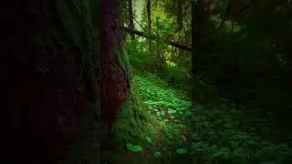 Green nature paradise in Norway.. #nature #norway #forest #peaceful