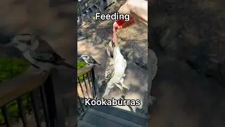 Feeding Kookaburras In Australia! #animalencounter #SummerOnShorts #handfeeding