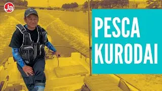 Pesca embarca de Kurodai - Sargo - Blackhead sea bream