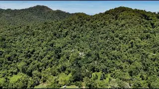 Lush Rainforest Escape at Jackson Road, Shell Pocket