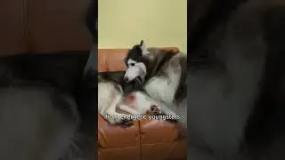 You Won't Believe the CUTENESS Overload at Huskiss Caf&eacute;!