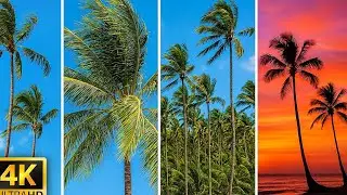 🌴 Palm Trees + Gentle Wind | Minutes of Pure Relaxation