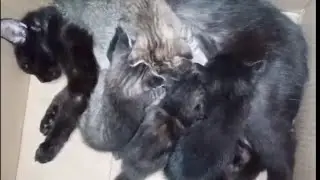 Breast feeding for the cuties kitten 🐈🐈🐈