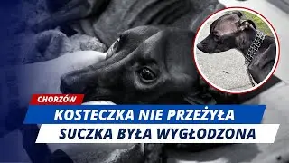 Zagłodziła i odwodniła psa. 39-letnia właścicielka odpowie za okrucieństwo wobec suczki