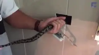 Python hide behind the power outlet Australian people