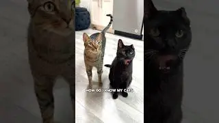 Как мои кошки ладят с другими кошками на кошачьих игровых встречах 😼 ​⁠@thekatcurtis #кошки #друж...