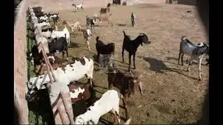Goat Feed in Barakah Goat Farm Sargodha  براکہ گوٹ فارم جانوروں کی خوراک کا منظر