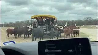 Safari Adventure in Dallas /Safari wildlife Experience #longhorns