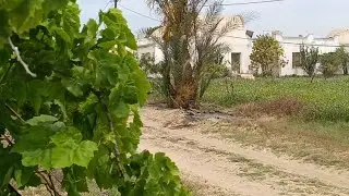 44 فدان ملك تشرب ميه نيل 27 فدان متشجره و 17 محاصيل بسعر حنين #بيع #مزارع #وعقارات #واراض