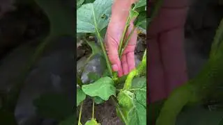 The secret to high eggplant yields#agriculture#rural life#farming#planting #naturallife#garden