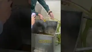 Used cooking oil filtering