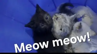SUPER Cute Kittens , Lovely Cats