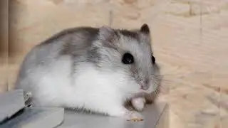 Djungarian hamster. Pros and Cons, Price, How to choose, Facts, Care, History