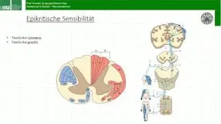 Somatotopie