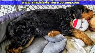 Airedale Puppy Play - Larger Airedales