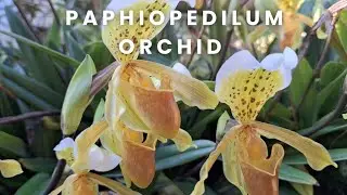 Paphiopedilum or Lady's Slipper Orchid 