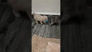 kittens plays hide and seek😻||Eliff Elsa the persian cat|| shorts