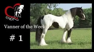 VLTV- Vanner of the Week- The Gypsy King!