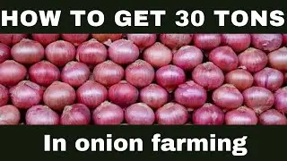 onion farming|how to get more yield in onion farming|onion farming ideas