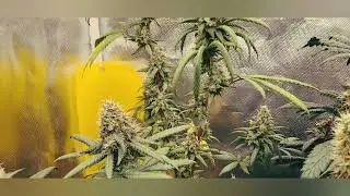 &ldquo;How I Grow Perfect Cannabis Every Time (Beginner Friendly)&rdquo;
