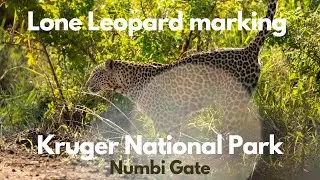 Lone Leopard in Kruger National Park near Numbi Gate - Marking terittory