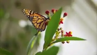 world environment day 5jun WhatsApp status video ❤️❤️❤️