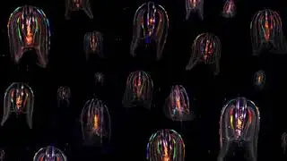 Comb Jellies