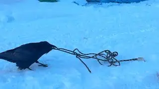 Wild male Raven learning to pull rope to get to food