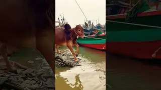 টলার থেকে নামার নতুন টেকনিক। গরু তো না, যেন খেলোয়াড়! ⚽ #shorts