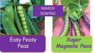 Quick Sowing of Shelling Peas in a Grow Bag- Backyard Gardening