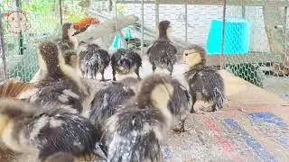 Baby ducks favorite food ! Ducklings first feed after hatching #001 [Animals King]