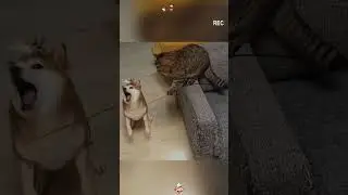Funny pet ! #pets #pet #cat #cats #petlover #animals #fyp #foryou #dog #doglover ZDJ