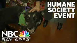 Humane Society Silicon Valley holds annual holiday event
