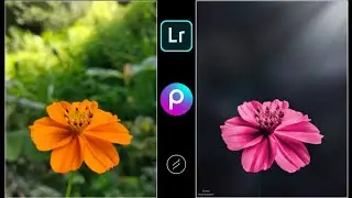 Beautiful Flower editing in Lightroom | Moody effect with Lighting Tutorial | Color manipulation