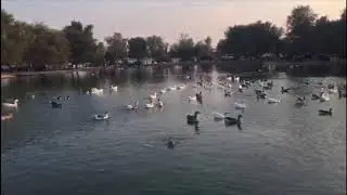 Al Qudra Lake #dubailakes #birdwatching #alqudralakes #closetonature #duckwatching