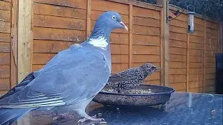 A wood pigeon trying to get a turn at the food dish.  Starlings rule today 😂 #birds