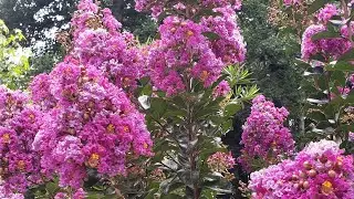 How and when to prune Crape Myrtle. 🌱🌿🍀🌺✂️✂️