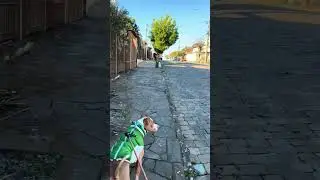 Dogs Dream of What-Dream Conduit
