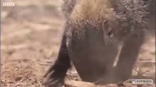 A mongoose