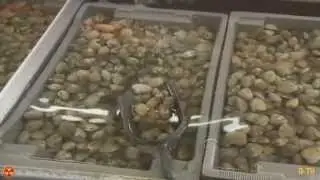 Apocalyptic Shellfish Die Off From West Coast Of U S to B C &rsquo;s coast