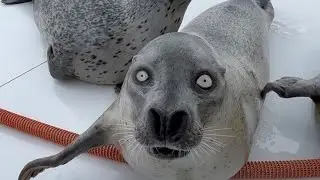 boop shcoop