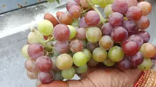 The first grapes picked in our home garden